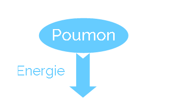 Le rôle du Poumon en MTC